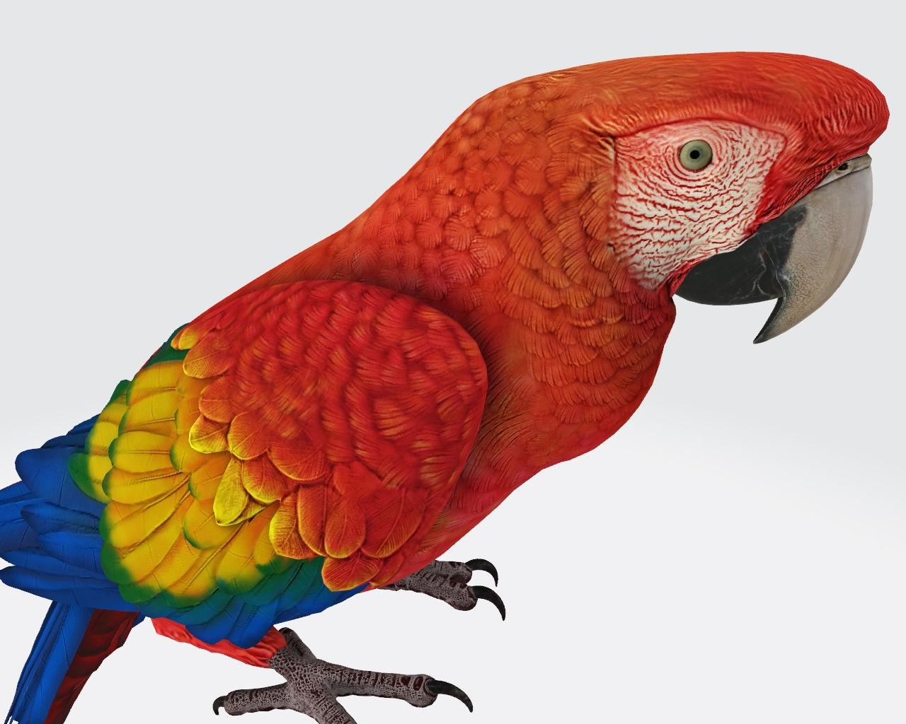 Parrot 3D Model Ready to Print 3D print model_6