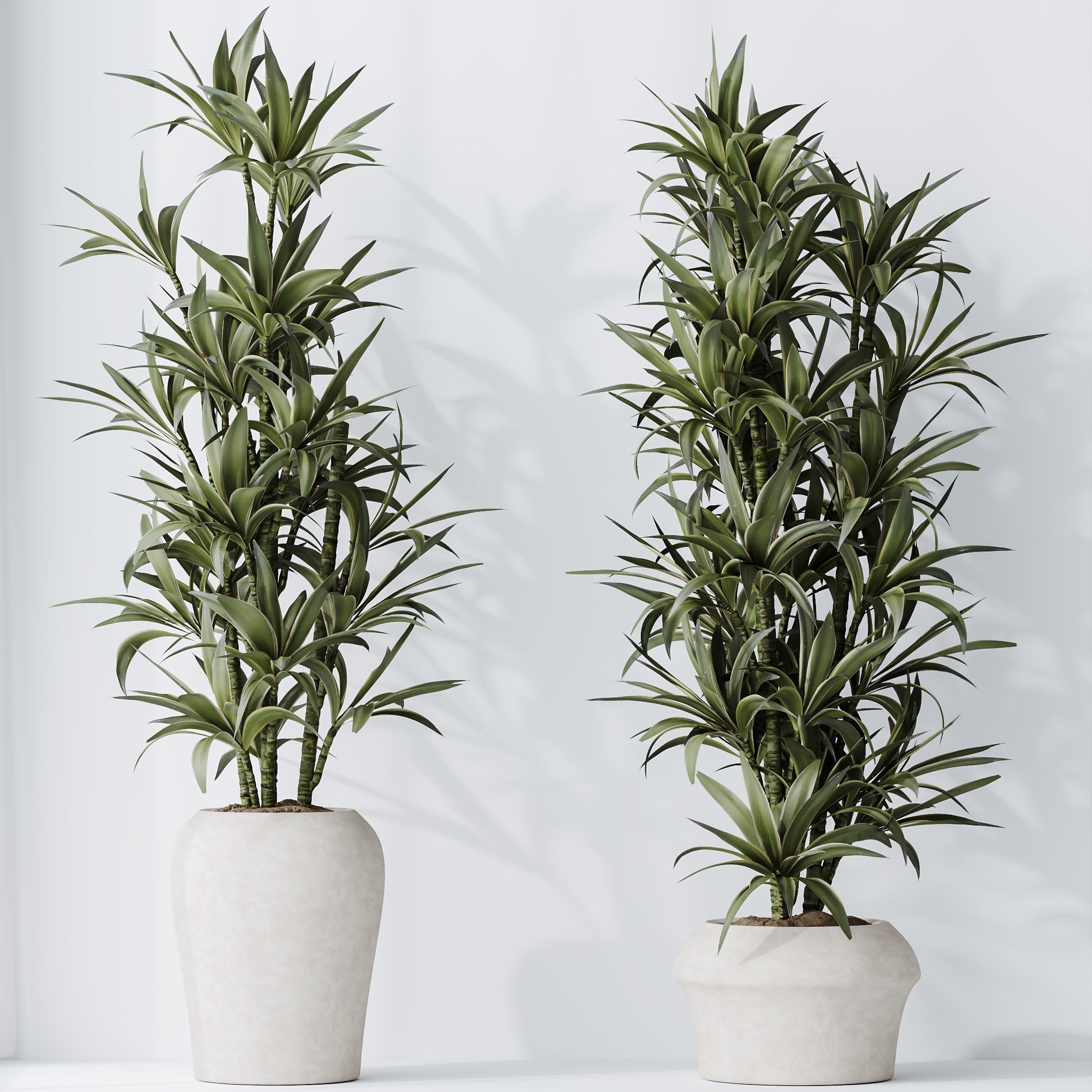 HousePlants Dracaena Warneckii Lemon Lime Cane Dragon Set04 3D model_2