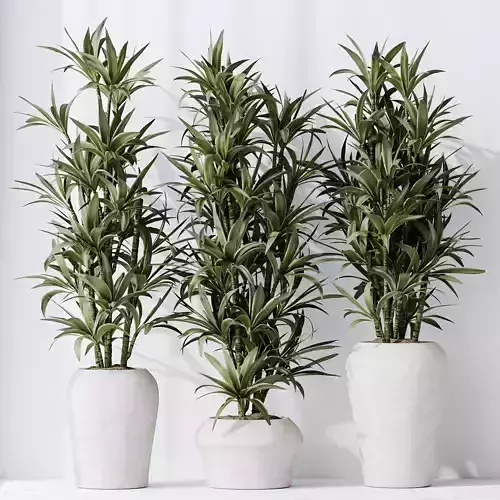 HousePlants Dracaena Warneckii Lemon Lime Cane Dragon Set04 3D model
