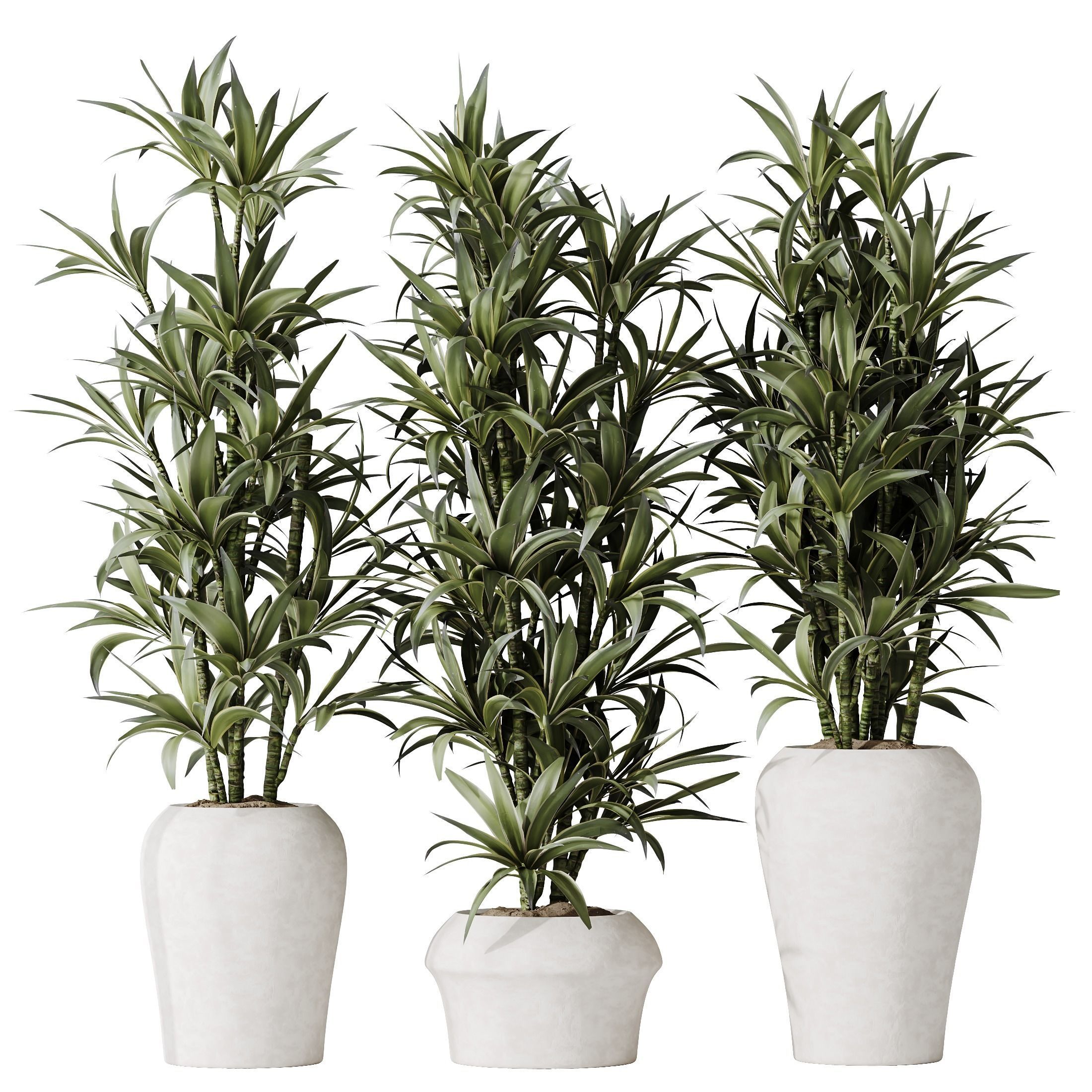 HousePlants Dracaena Warneckii Lemon Lime Cane Dragon Set04 3D model_1