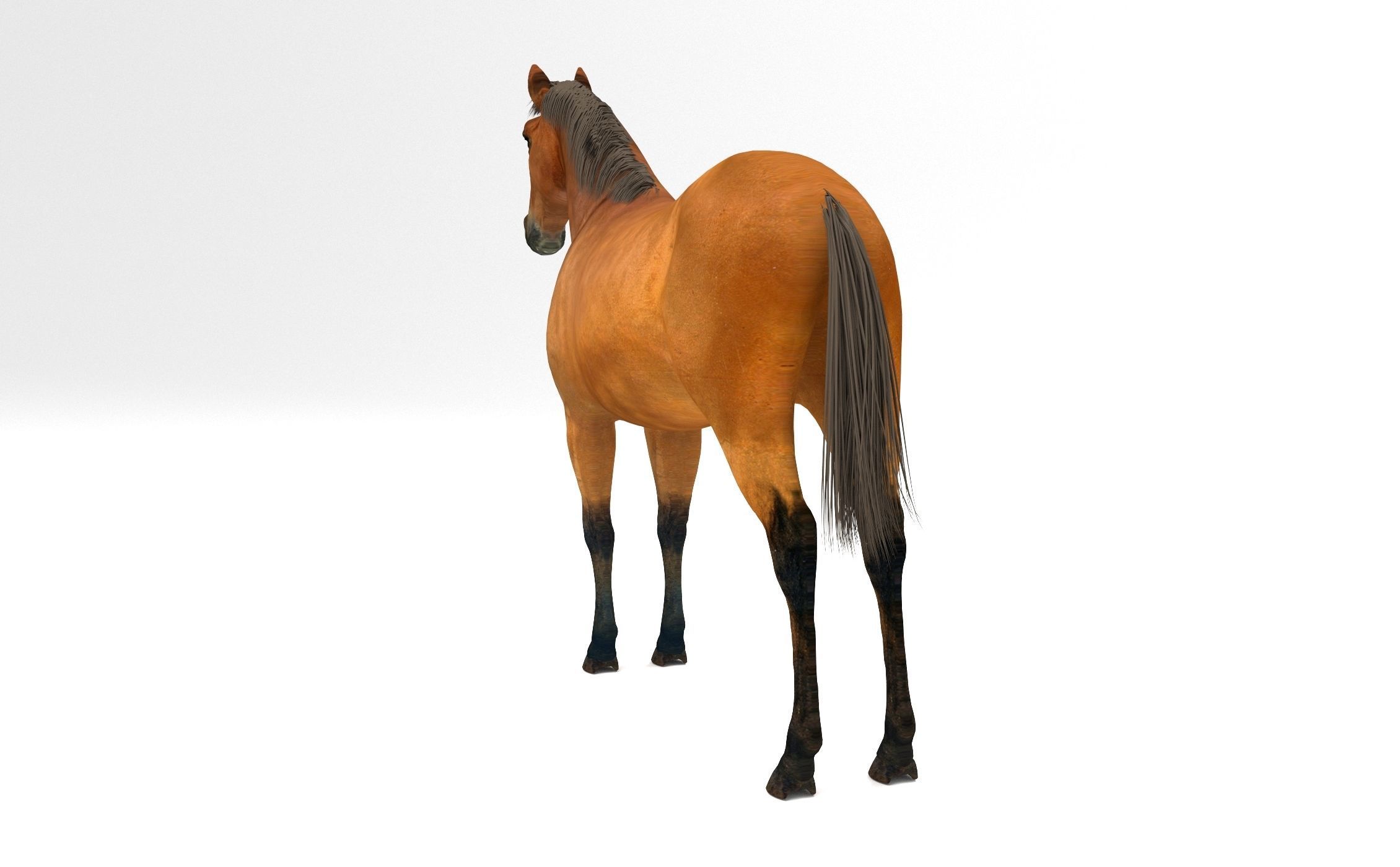Brown Horse 3D model_4