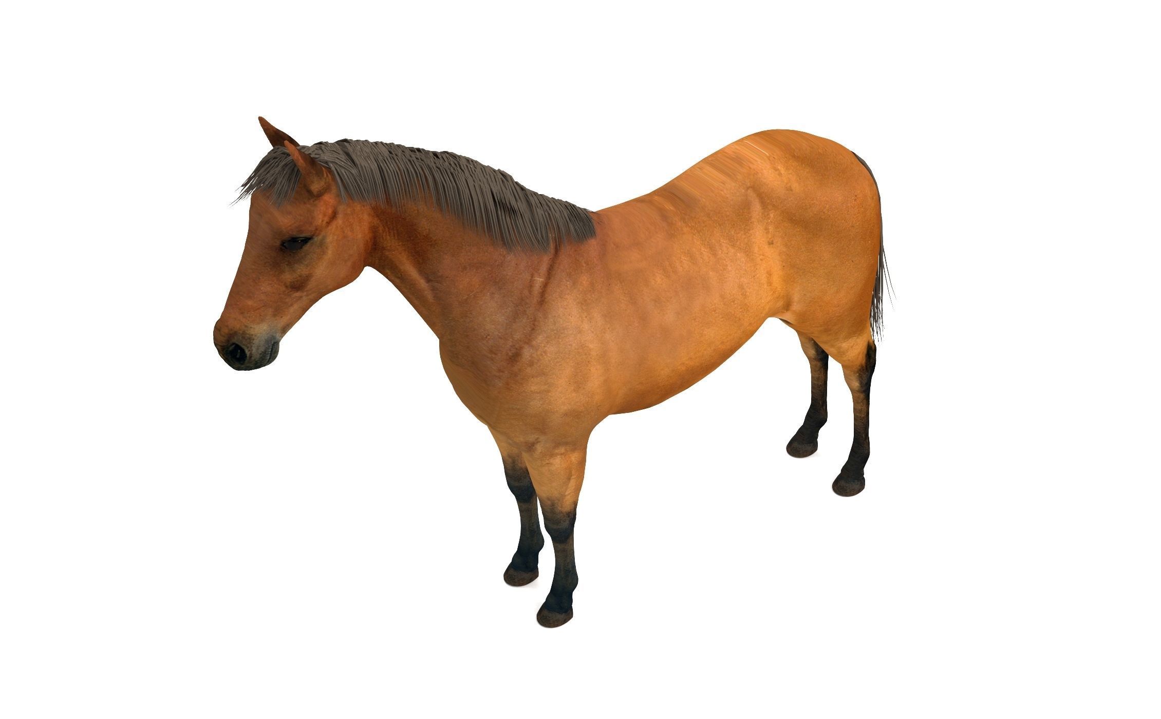 Brown Horse 3D model_3