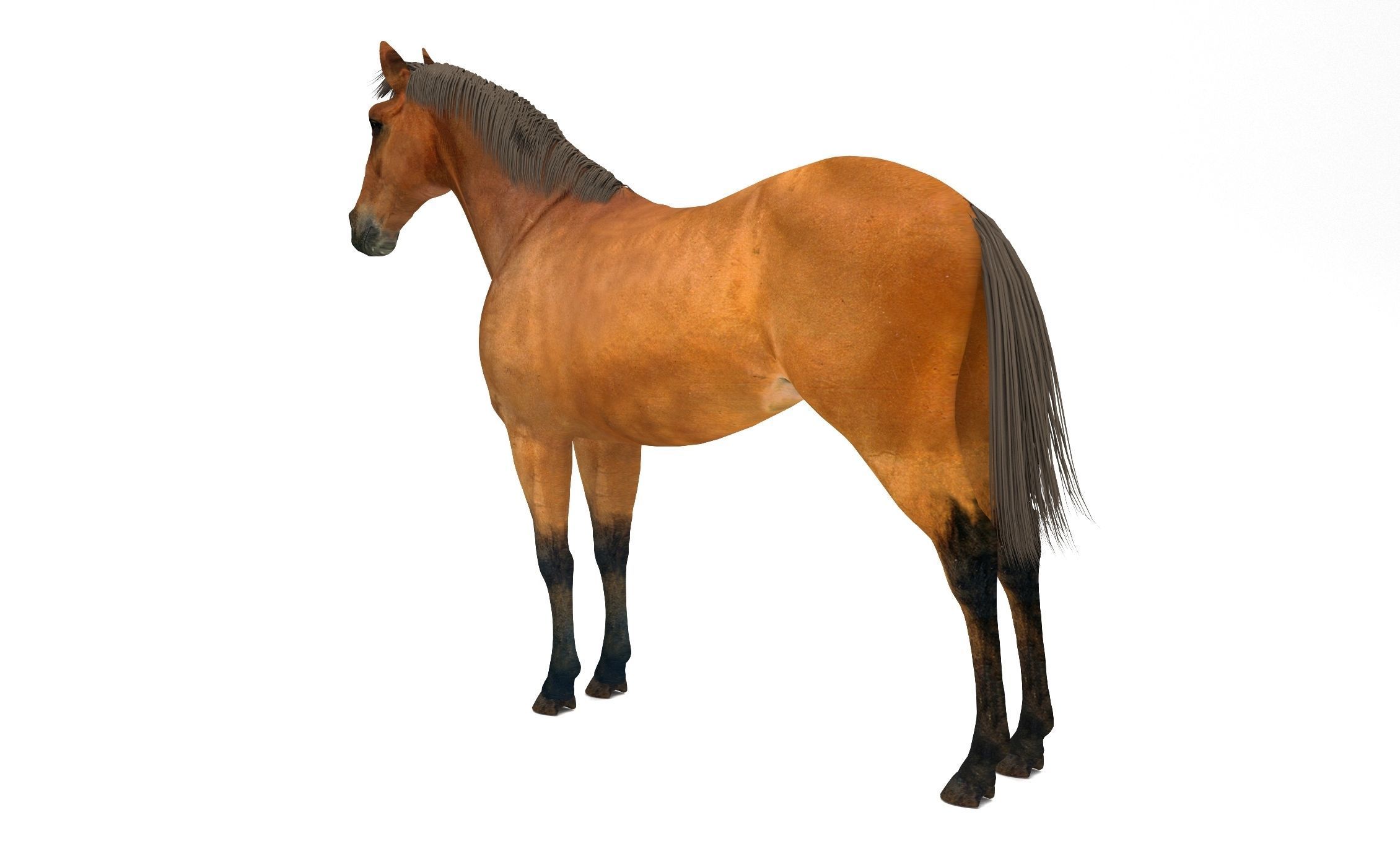 Brown Horse 3D model_2