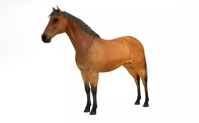 Brown Horse