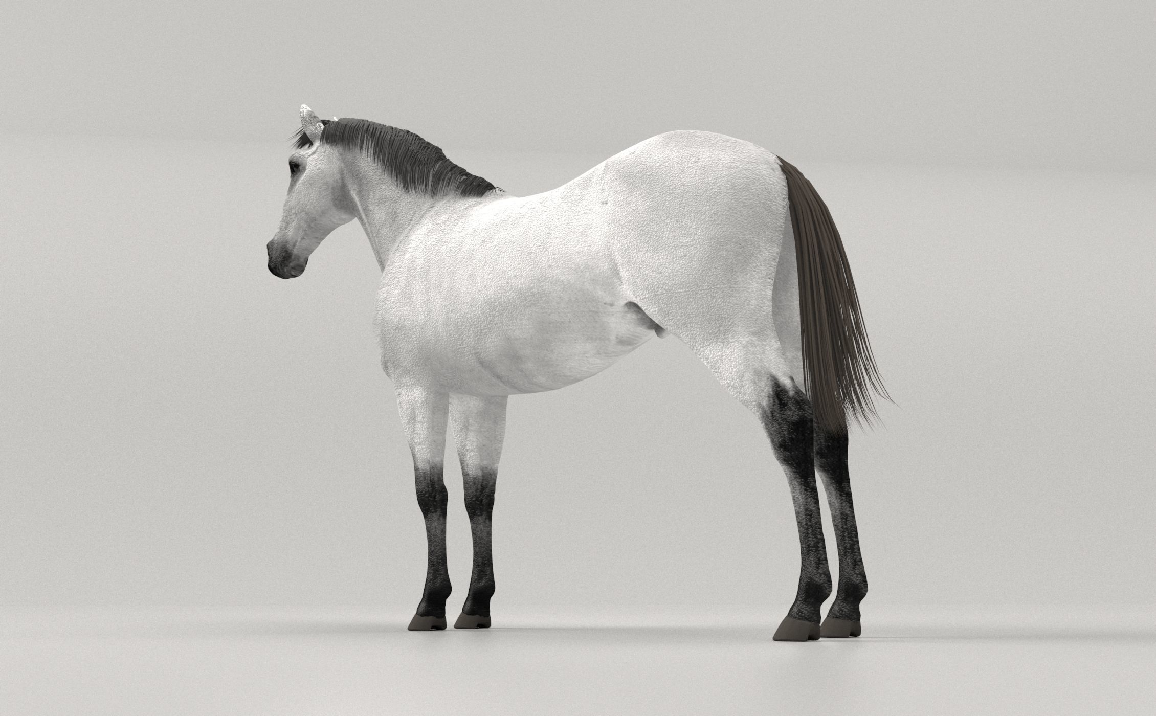 Gray Horse 3D model_4