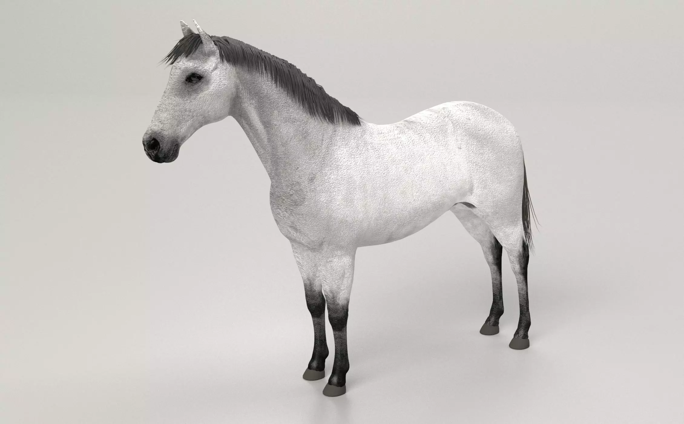 Gray Horse 3D model_0