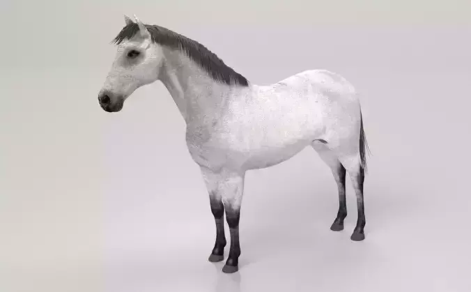 Gray Horse