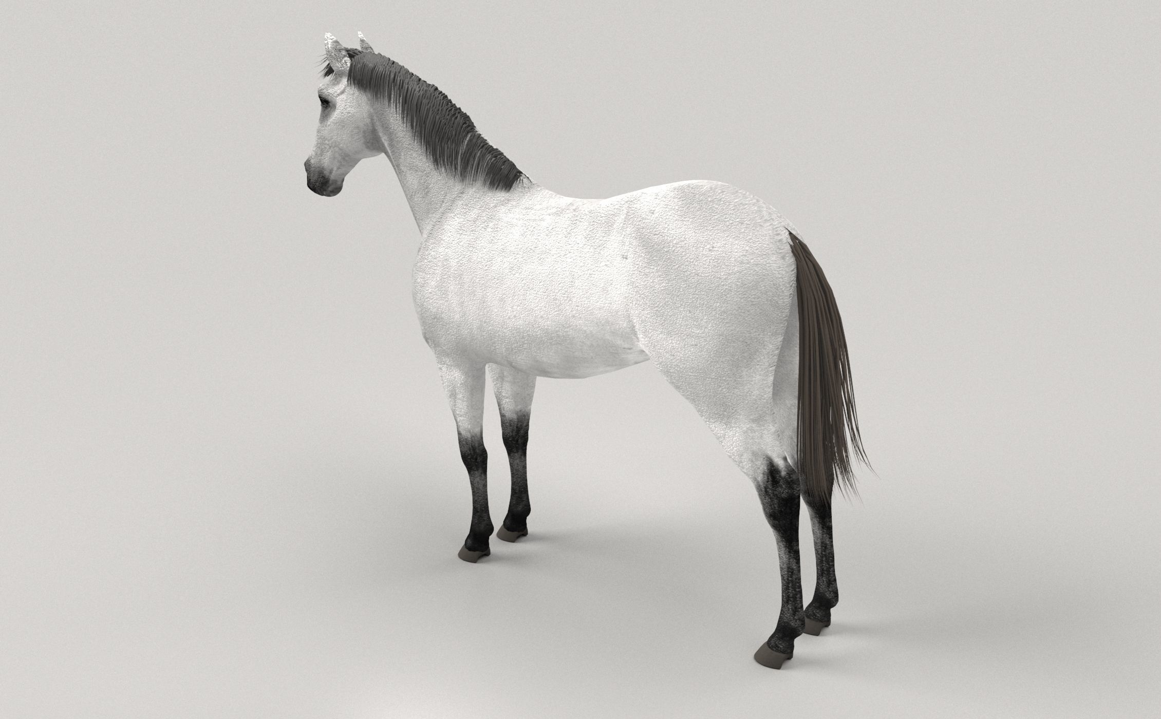 Gray Horse 3D model_2