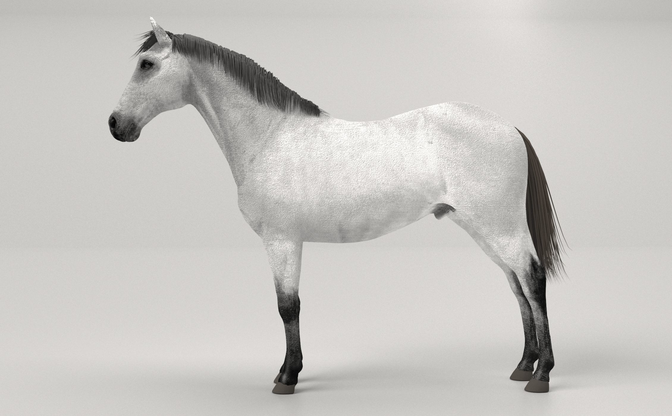 Gray Horse 3D model_1
