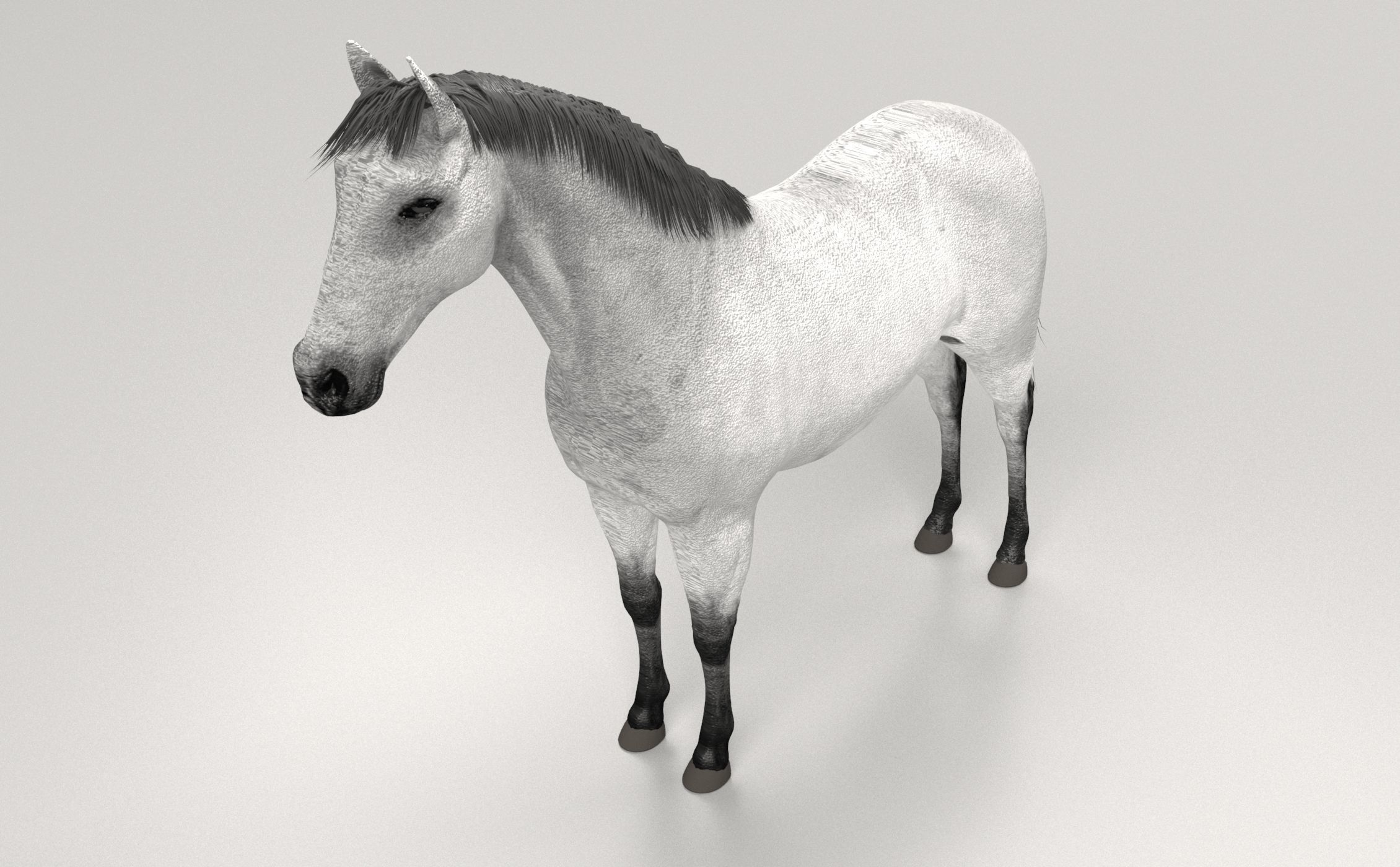 Gray Horse 3D model_3