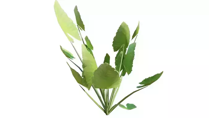 alocasia macrorhiza plants Low-poly 3D model