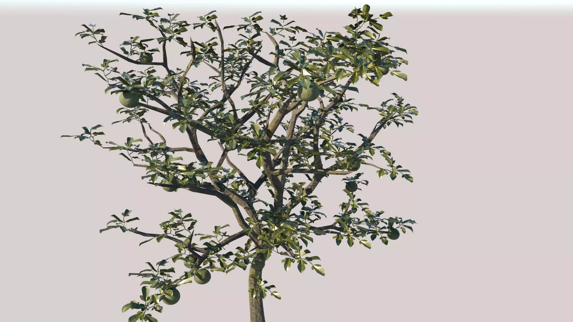 caybuoi sketchup 3D model_0