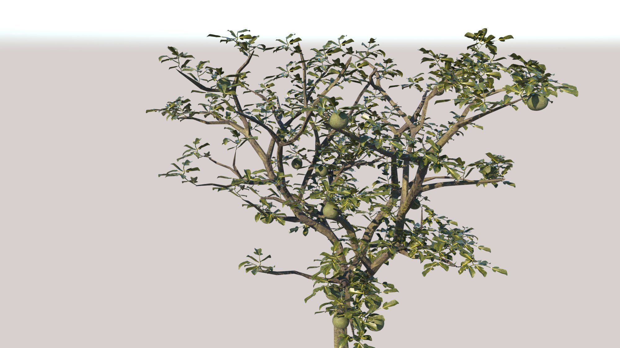 caybuoi sketchup 3D model_1