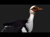 Duck A7 3D model_1