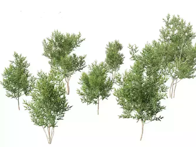 Betula utilis Jacquemontii - Himalayan birch 3D model