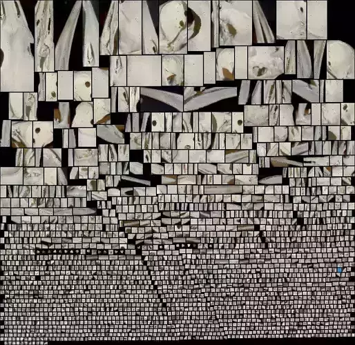 European green woodpecker Picus viridis