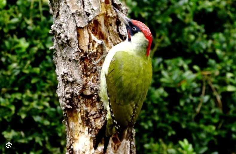 European green woodpecker Picus viridis 3D print model_2