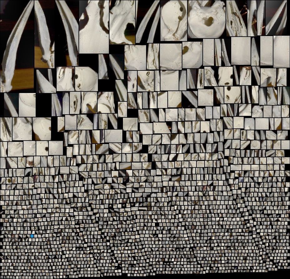 European green woodpecker Picus viridis 3D print model_1