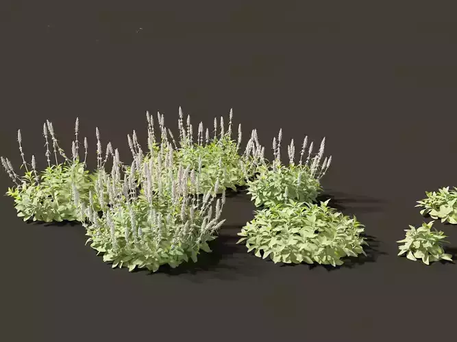 Stachys byzantina - lambs ears