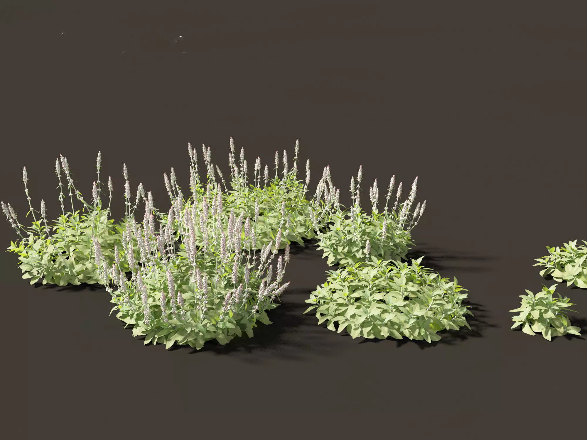 Stachys byzantina - lambs ears 3D model
