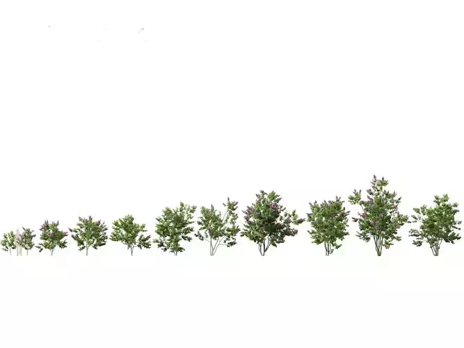 Syringa vulgaris - common lilac 3D model