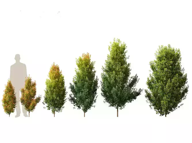 Syzygium paniculatum Backyard Bliss - Magenta cherry