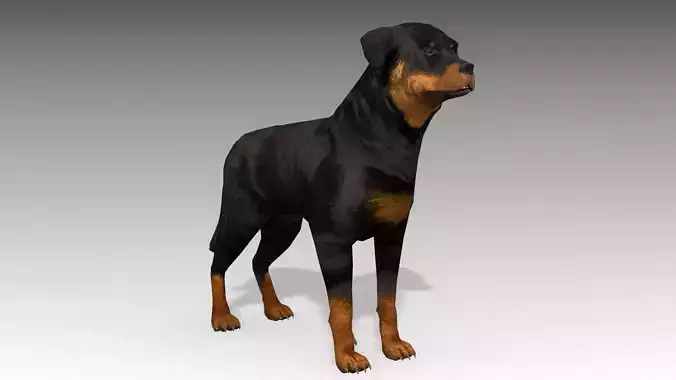 Rottweiler Animated Low-poly 3D model