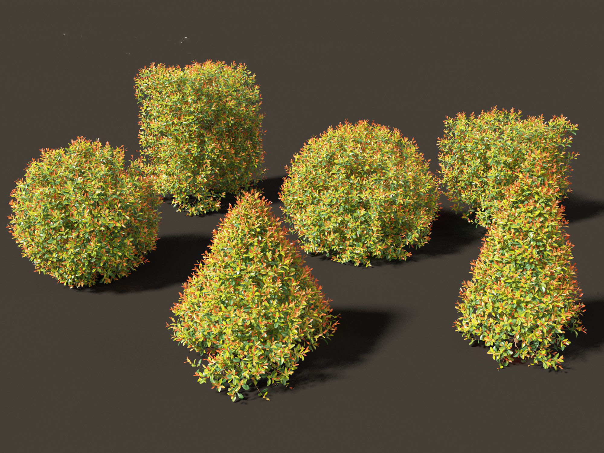 Syzygium paniculatum Backyard Bliss - Magenta cherry 02 3D model_6