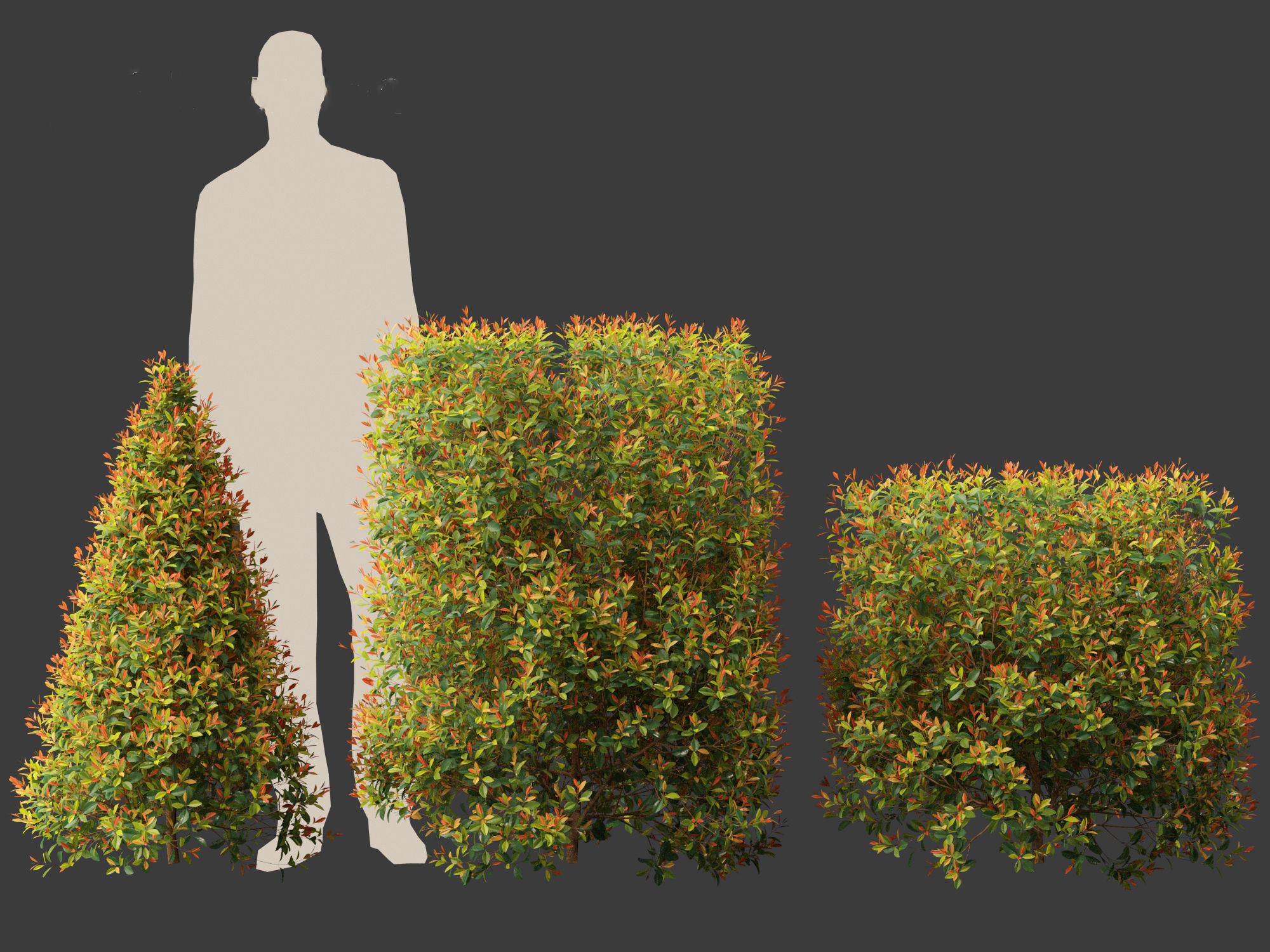 Syzygium paniculatum Backyard Bliss - Magenta cherry 02 3D model_5