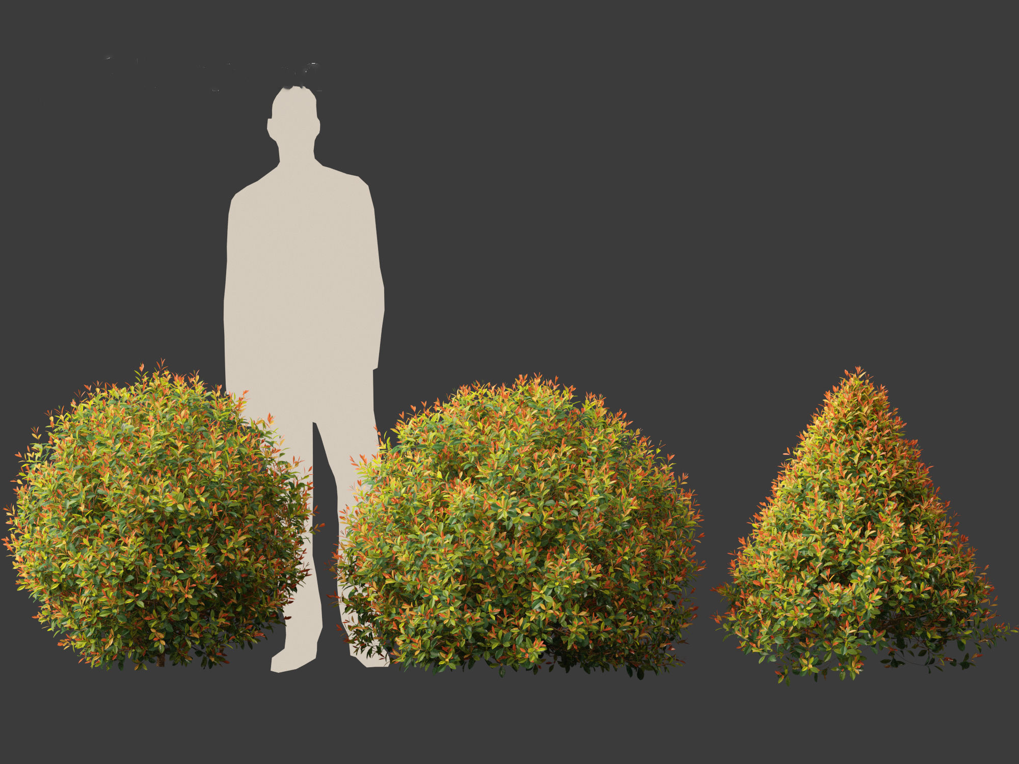 Syzygium paniculatum Backyard Bliss - Magenta cherry 02 3D model_3