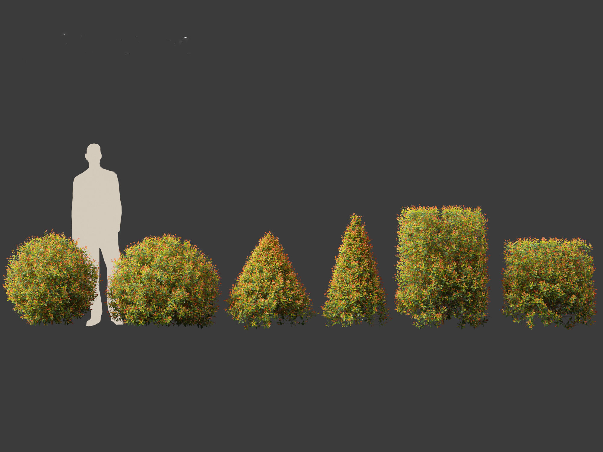 Syzygium paniculatum Backyard Bliss - Magenta cherry 02 3D model_1