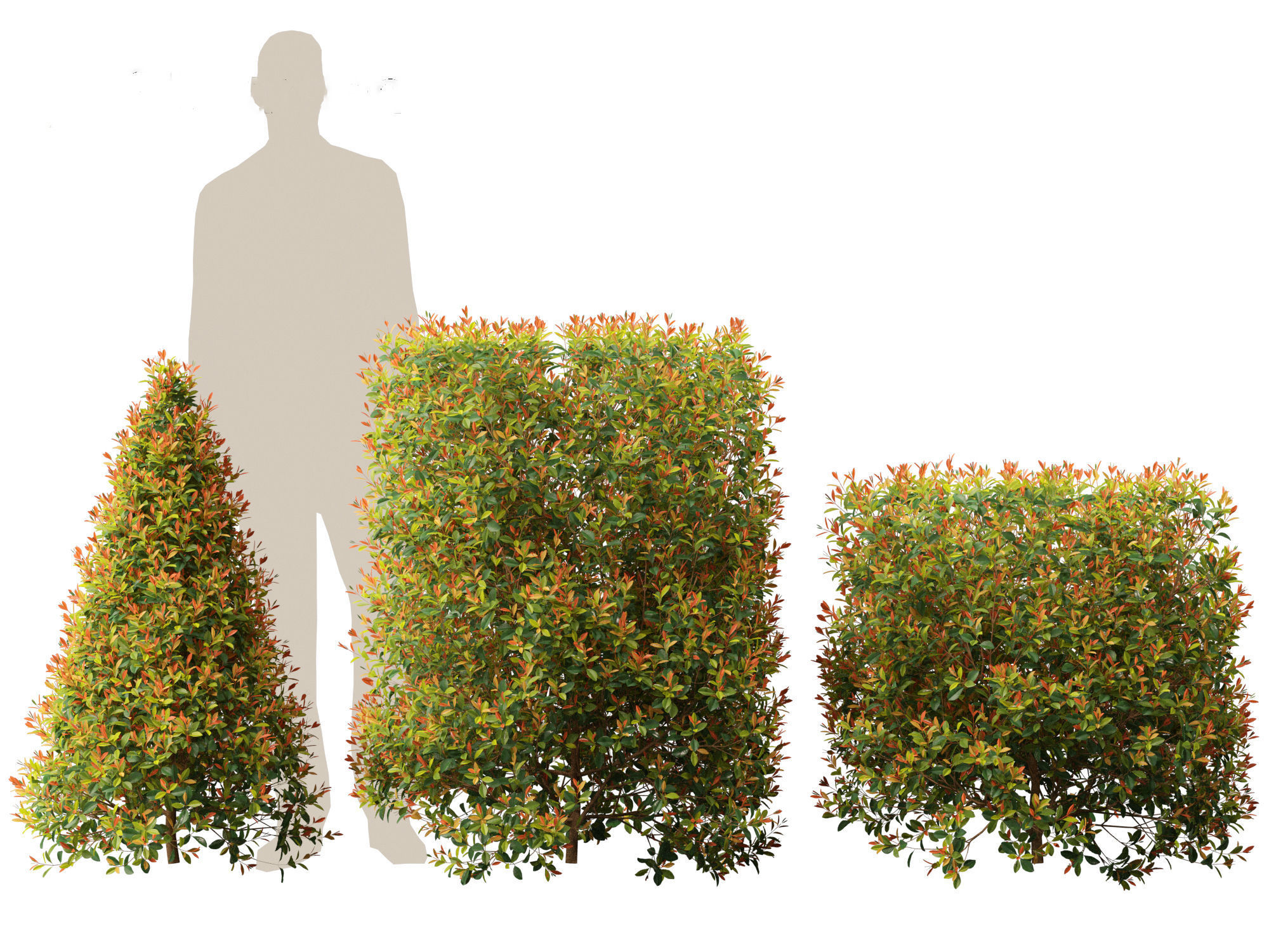 Syzygium paniculatum Backyard Bliss - Magenta cherry 02 3D model_4