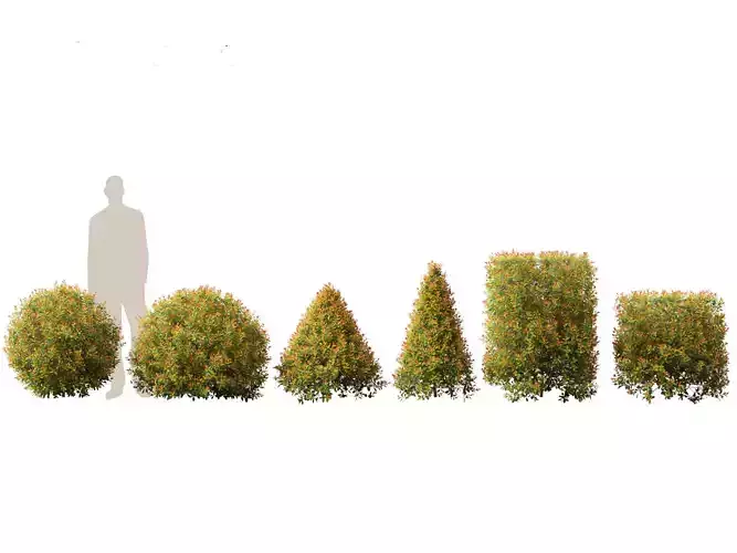 Syzygium paniculatum Backyard Bliss - Magenta cherry 02