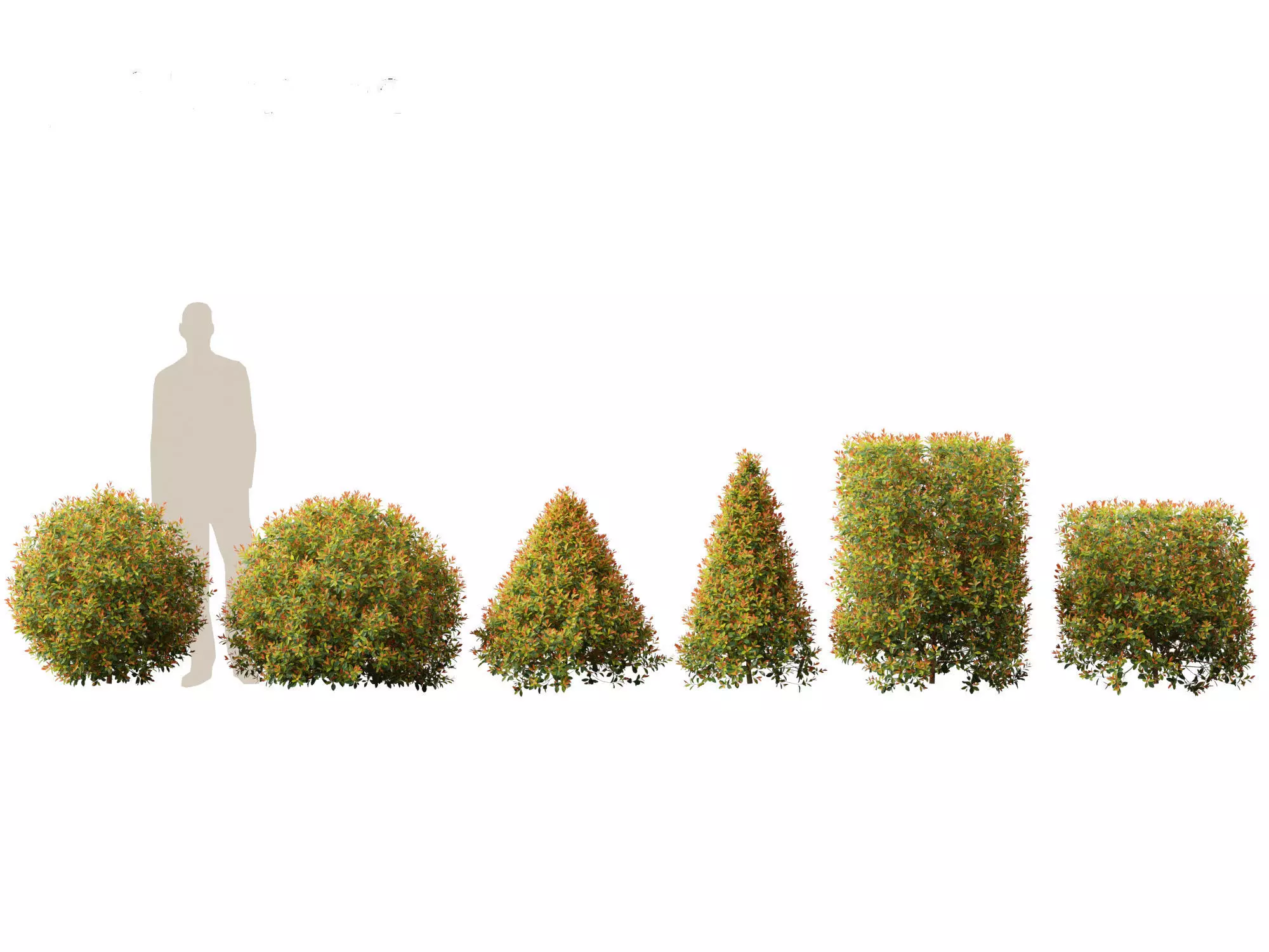 Syzygium paniculatum Backyard Bliss - Magenta cherry 02 3D model_0