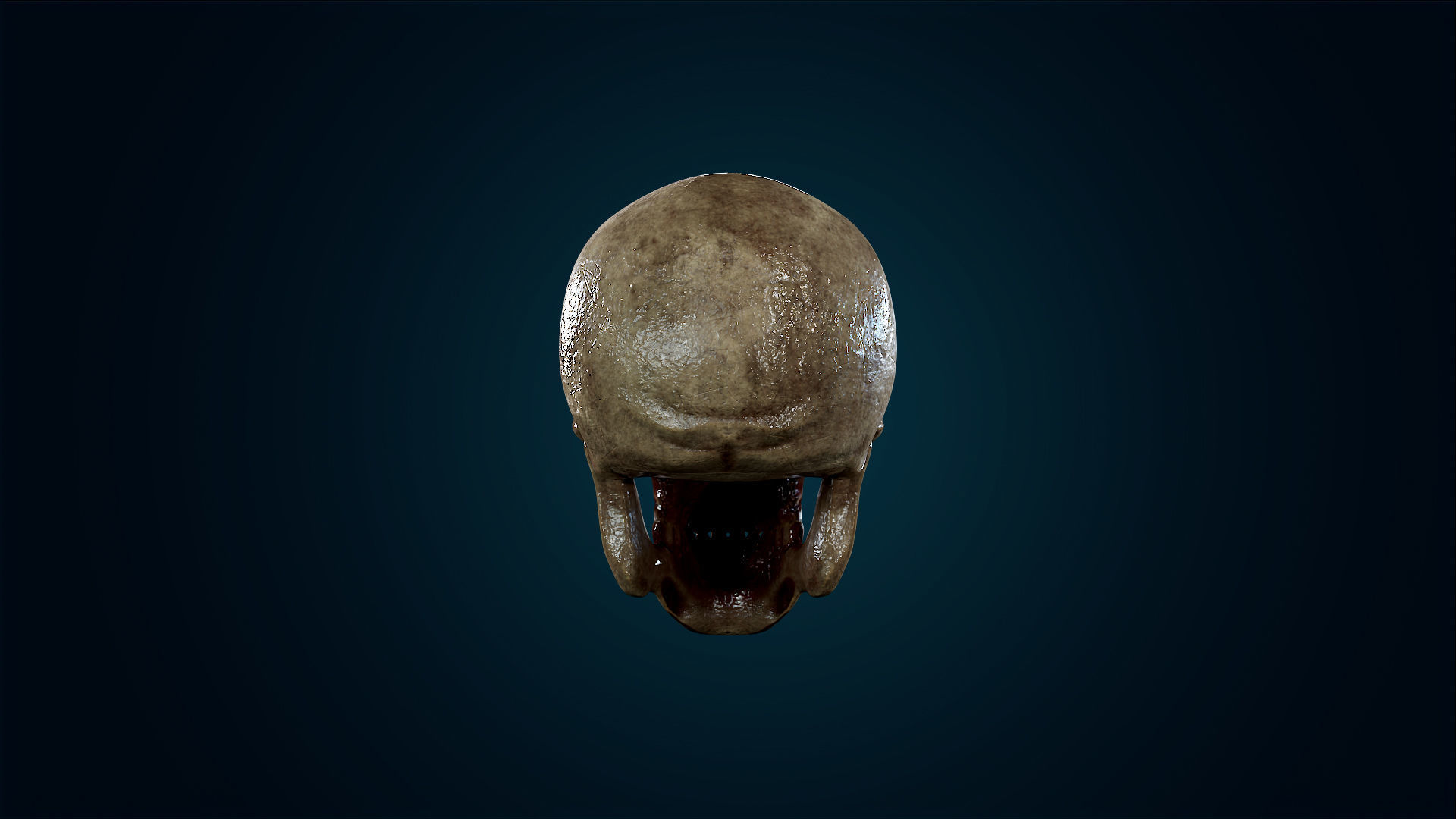 Human Skeleton Skull - Bloody - Lowpoly - Game Ready Low-poly 3D model_12