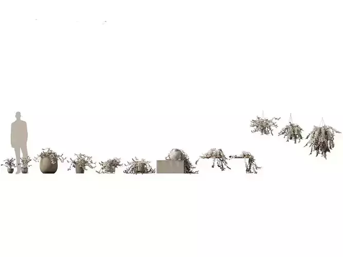 Tradescantia zebrina - Zebrina pendula 01 3D model
