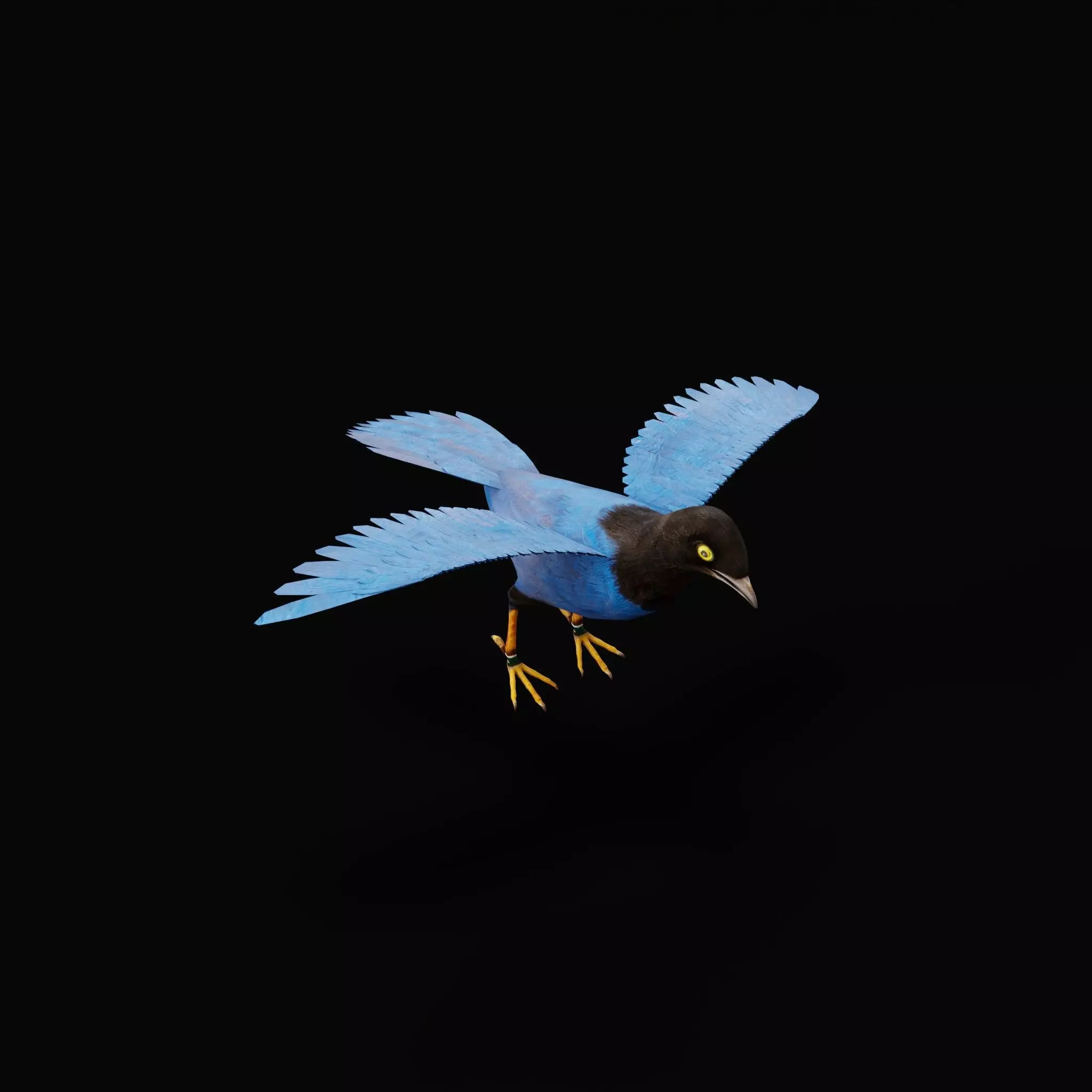 Purplish-Backed Jay Bird Low-poly 3D model