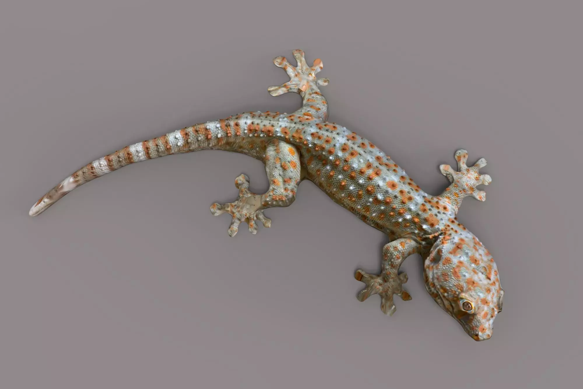GECKO - GECO 3D model
