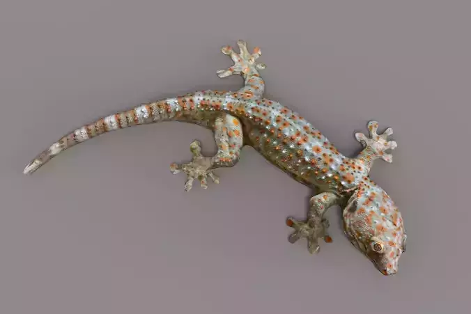 GECKO - GECO