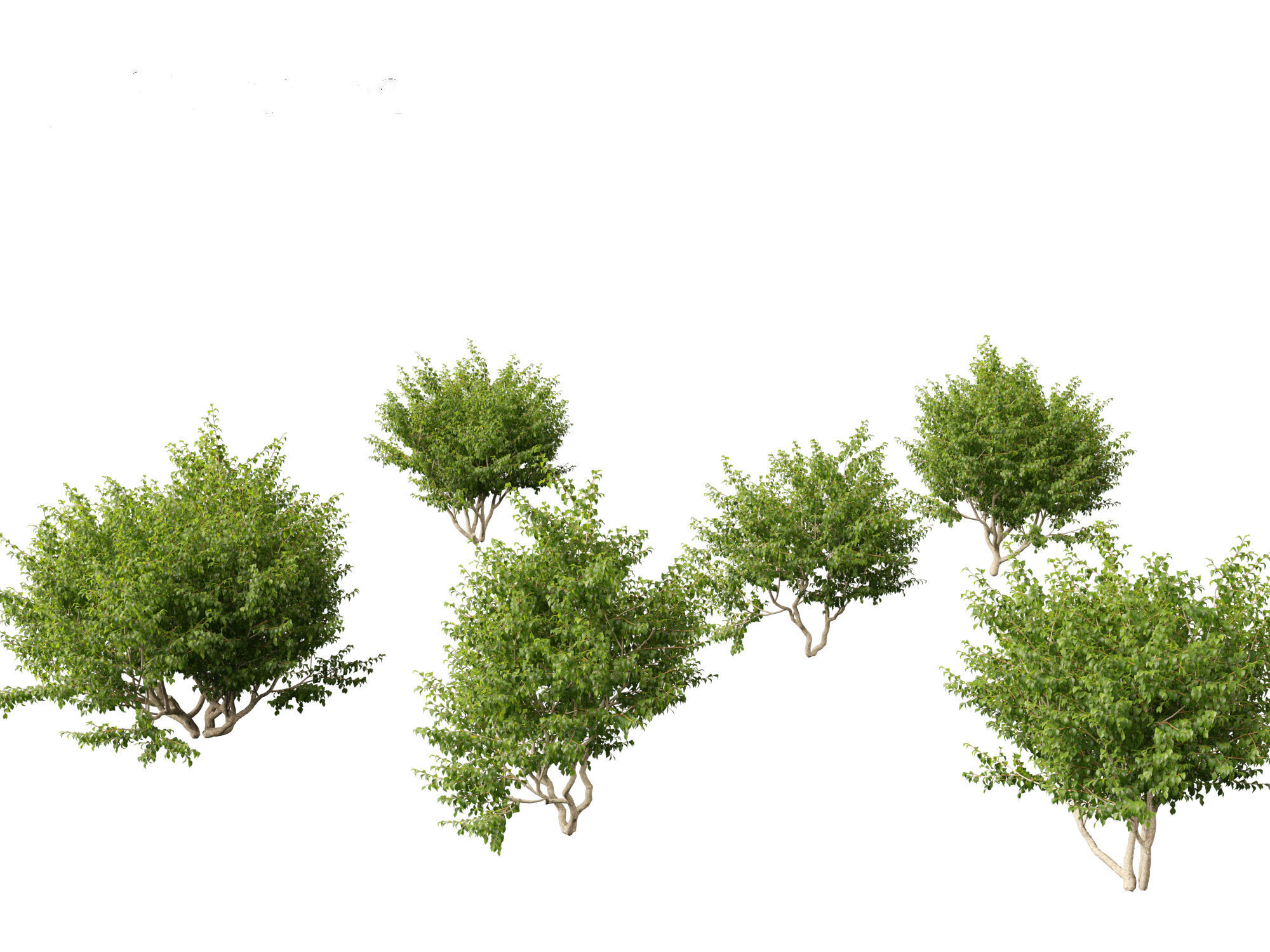 Cornus mas - Cornelian cherry 01 3D model_6