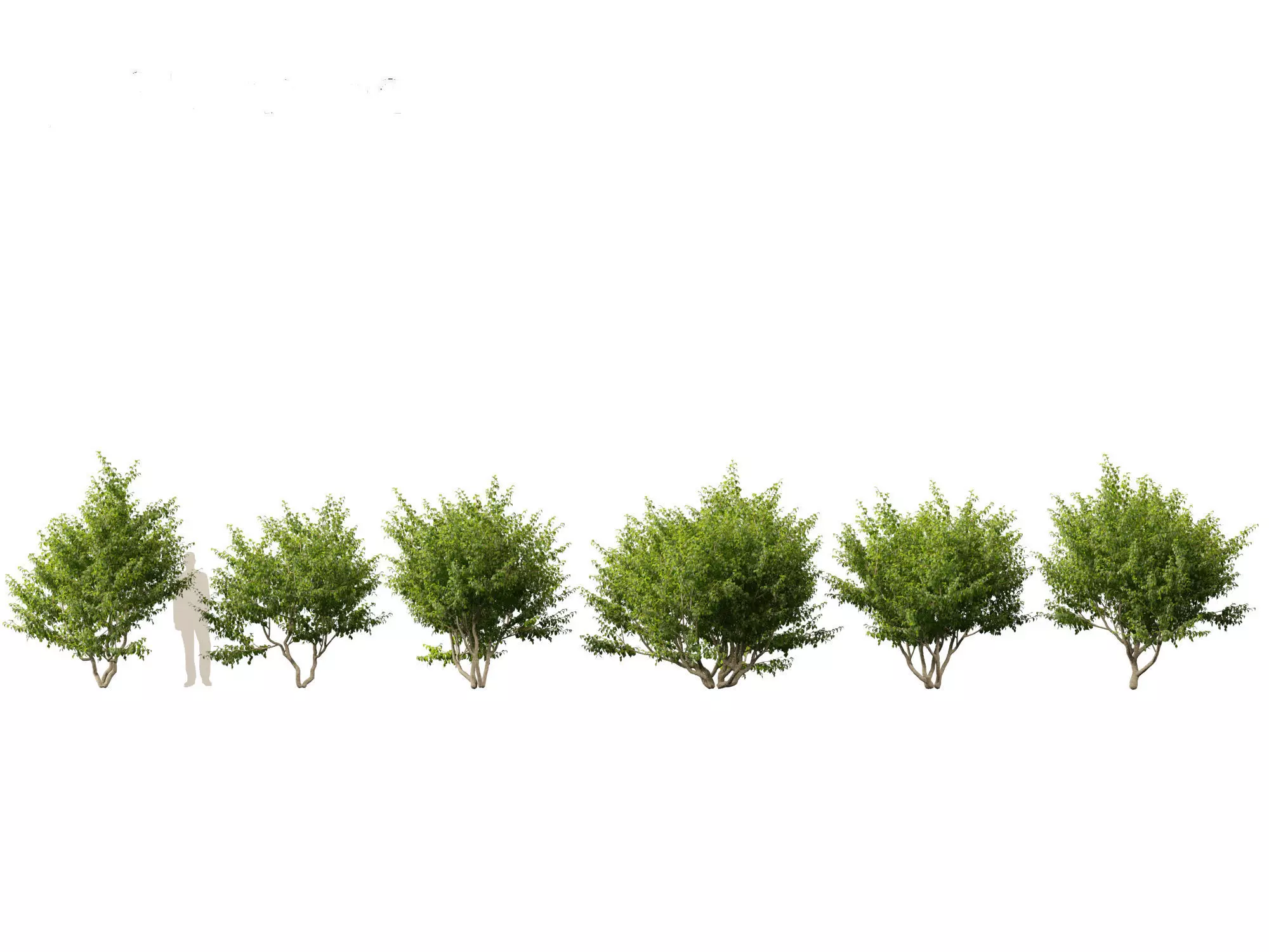 Cornus mas - Cornelian cherry 01 3D model_0