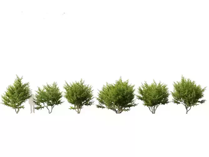 Cornus mas - Cornelian cherry 01