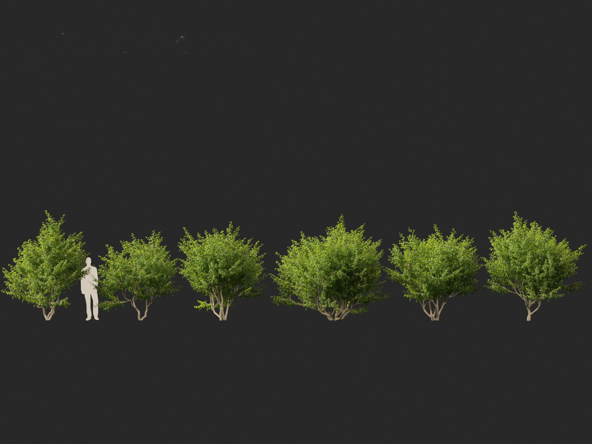 Cornus mas - Cornelian cherry 01 3D model_1