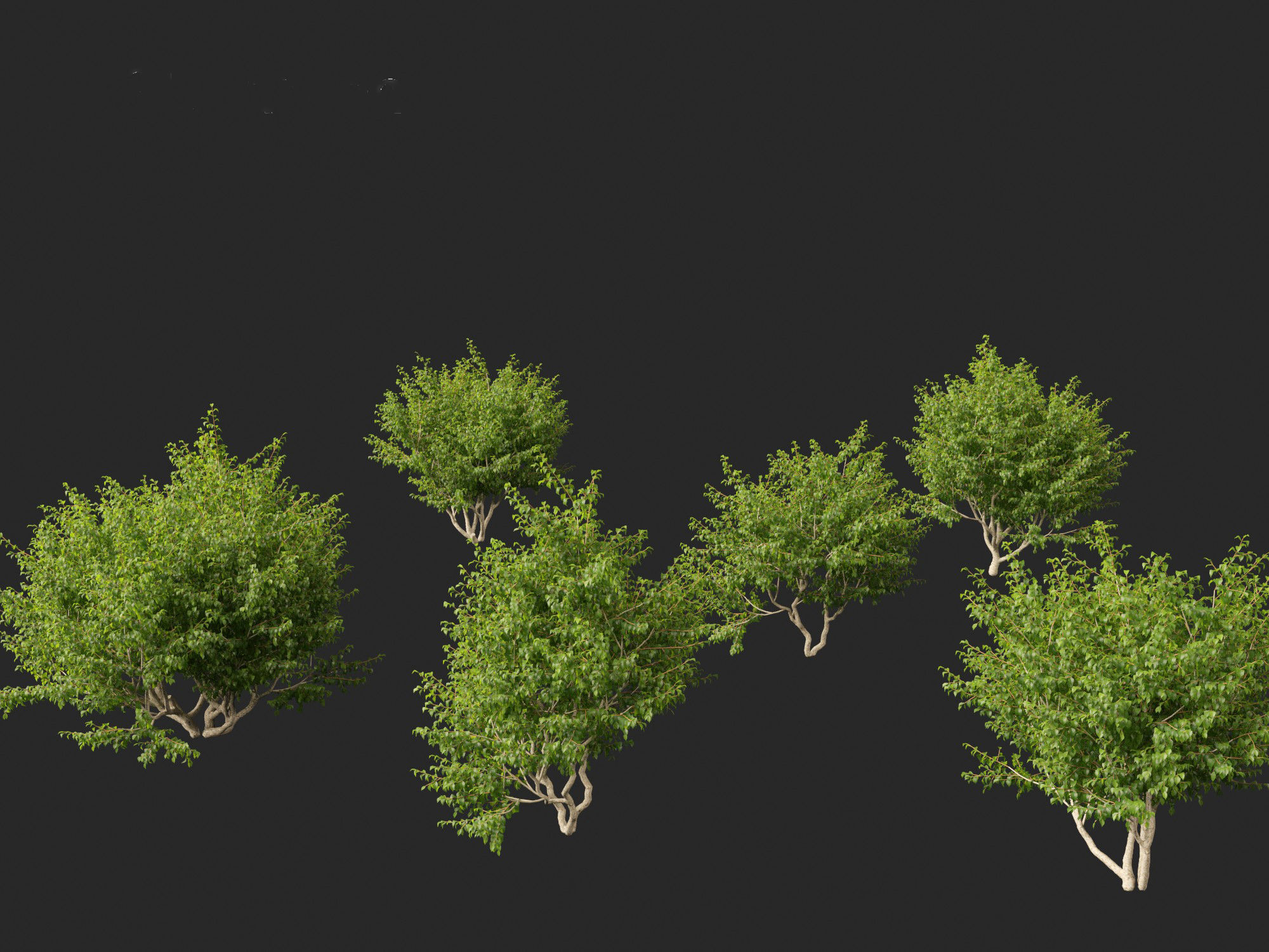 Cornus mas - Cornelian cherry 01 3D model_7