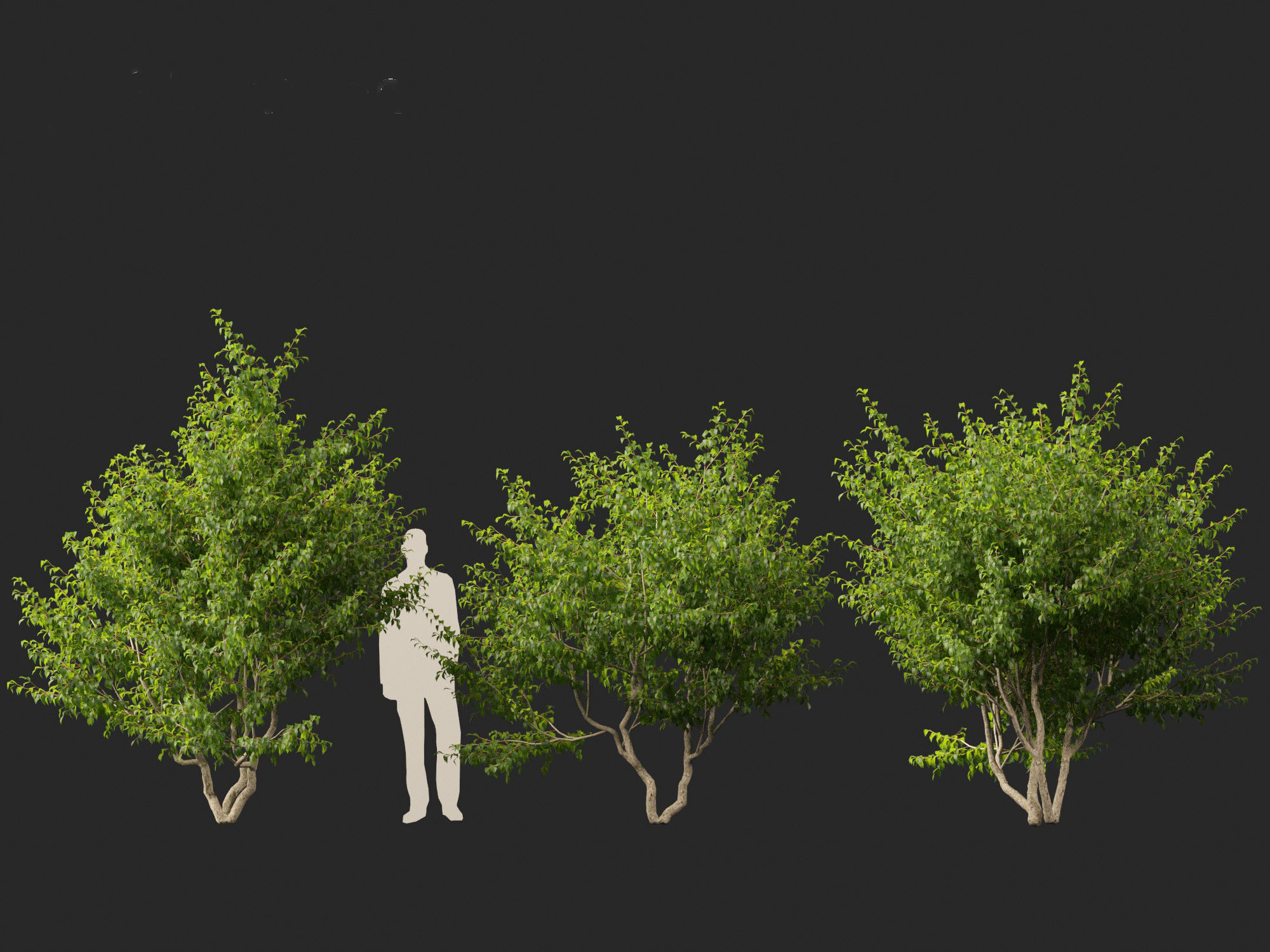 Cornus mas - Cornelian cherry 01 3D model_3