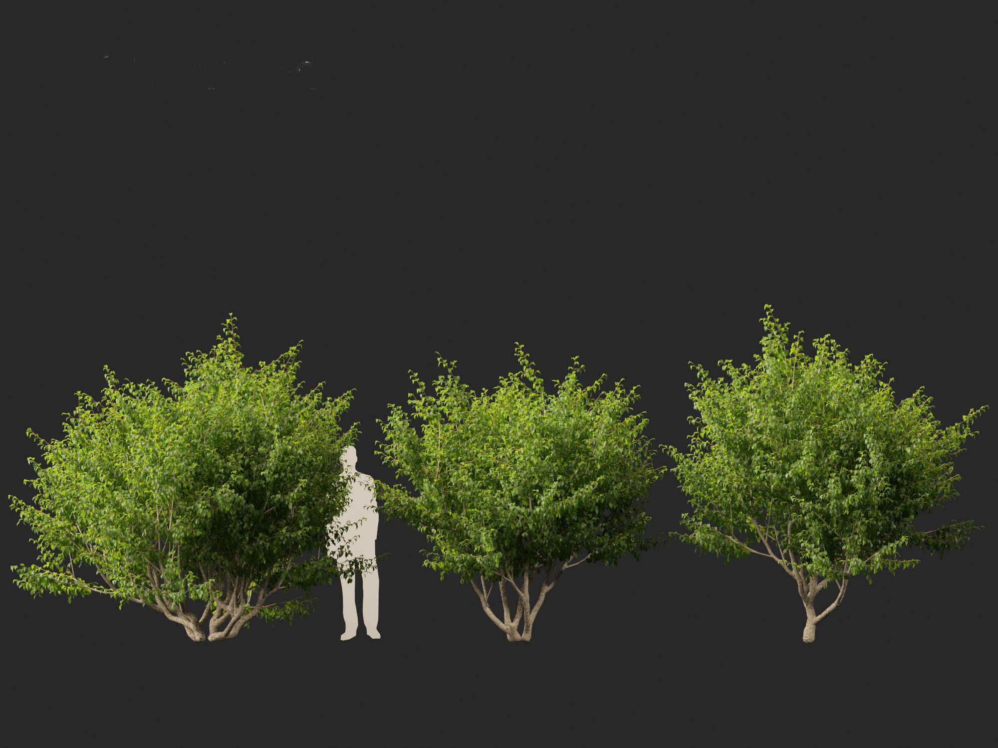 Cornus mas - Cornelian cherry 01 3D model_5