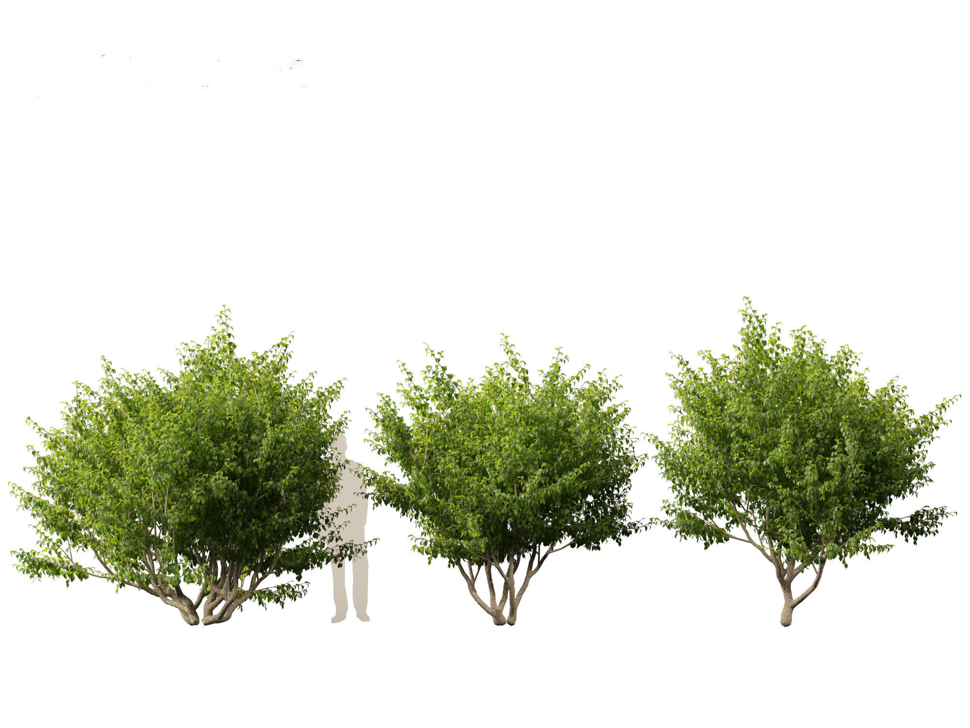 Cornus mas - Cornelian cherry 01 3D model_4