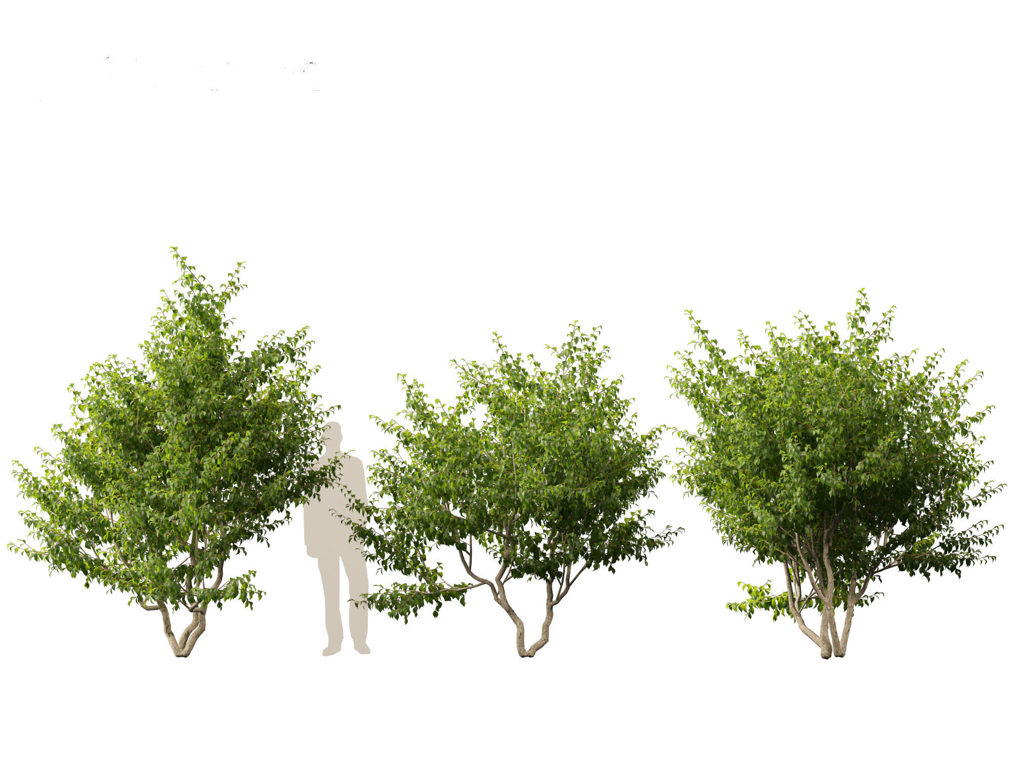 Cornus mas - Cornelian cherry 01 3D model_2