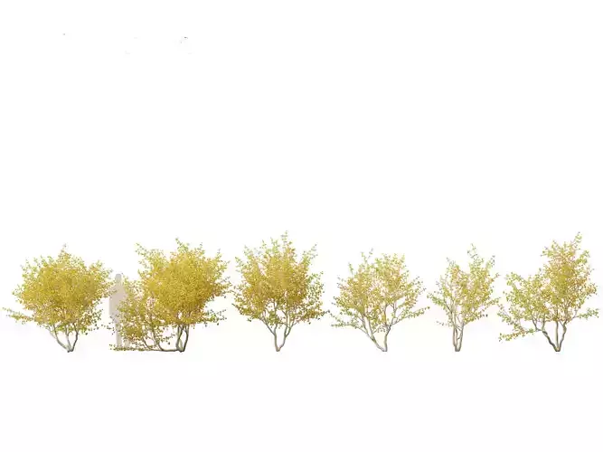 Cornus mas - Cornelian cherry 02 3D model