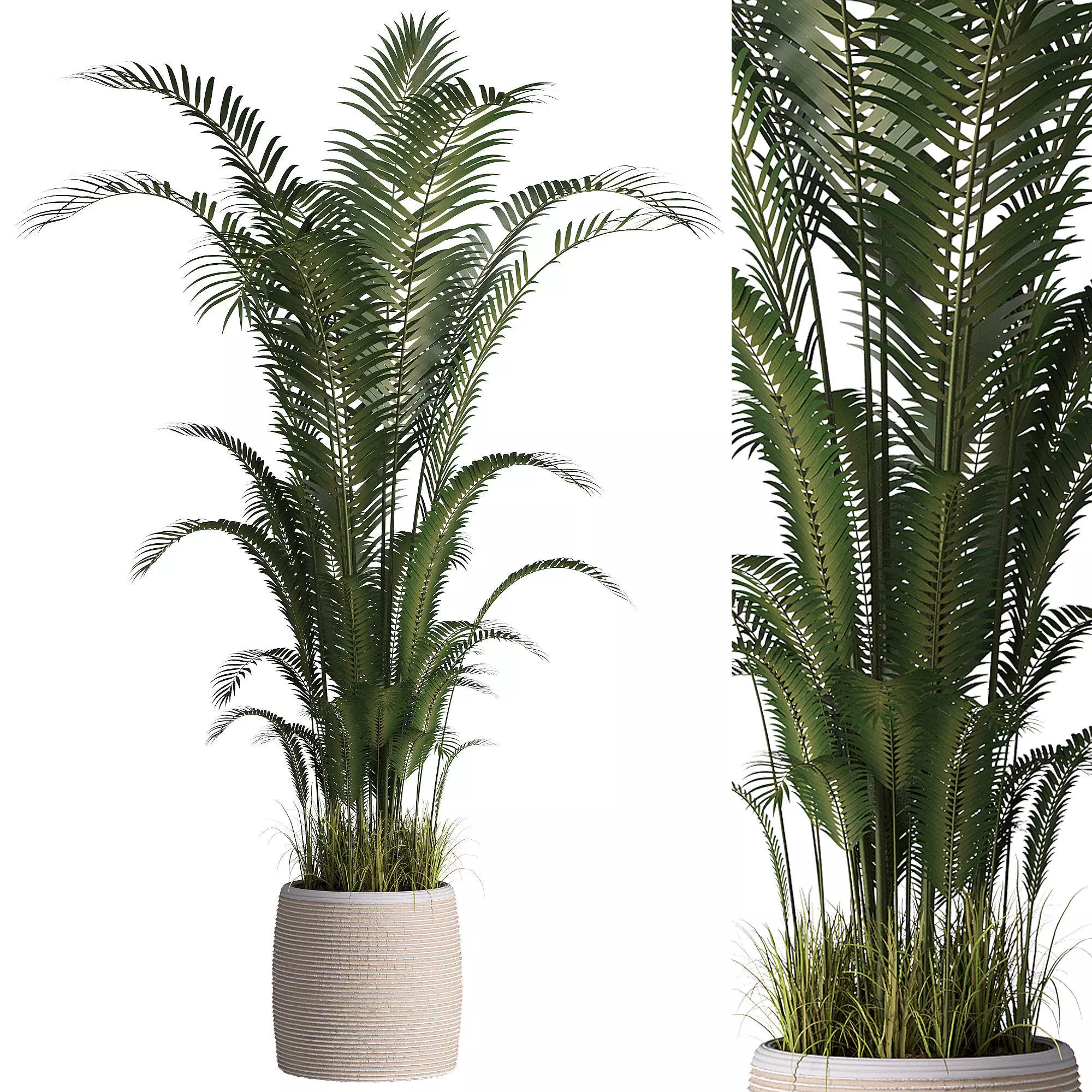 Indoor plant set 07 3D model_0